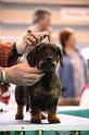 Crufts2011_2 1032